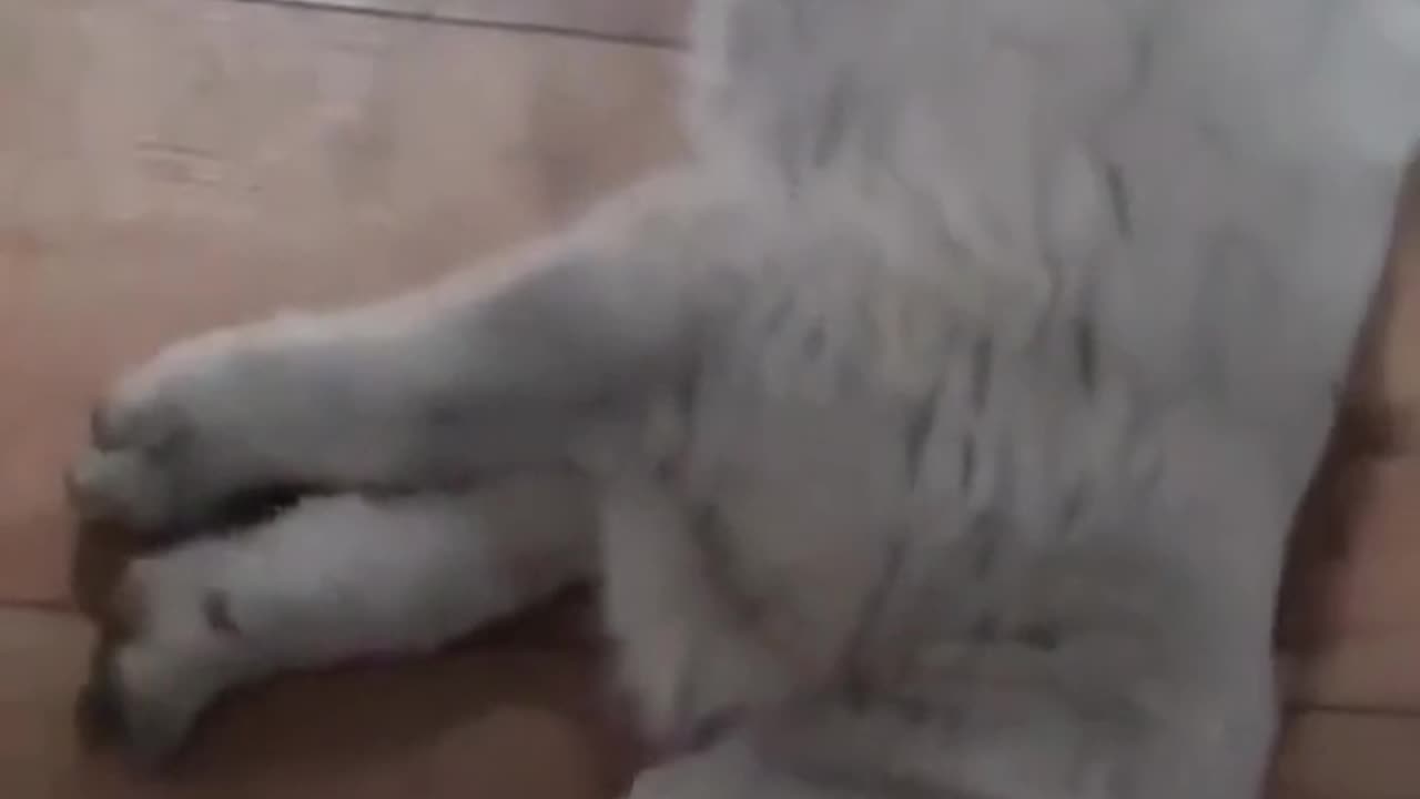 Funny moment 🐶 Dog And Cat Videos #short #short video #Dog #moment