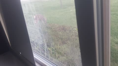 Baby Deer Outside The Clubhouse Part 2