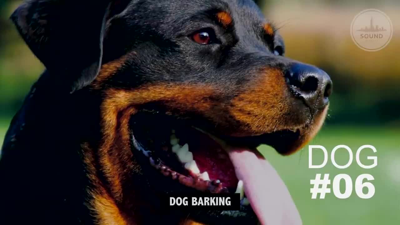 DOGS BARKING _ Sound Effects [High Quality]