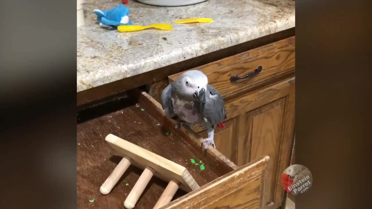 Einstein the Parrot invents a unique workout routine video #rumble #parrot