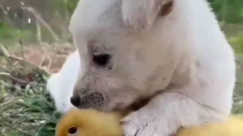 CUTE DOG HELP BABY DUCK|