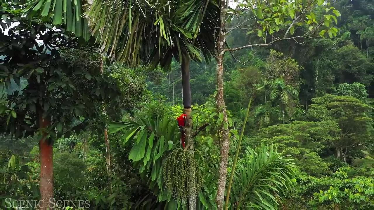 Animals of Amazon 4K - Animals That Call The Jungle Home