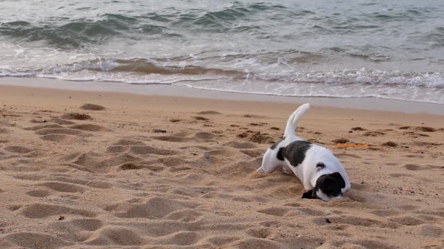 Trying to talk with My Dog on the Beach!!!!!!