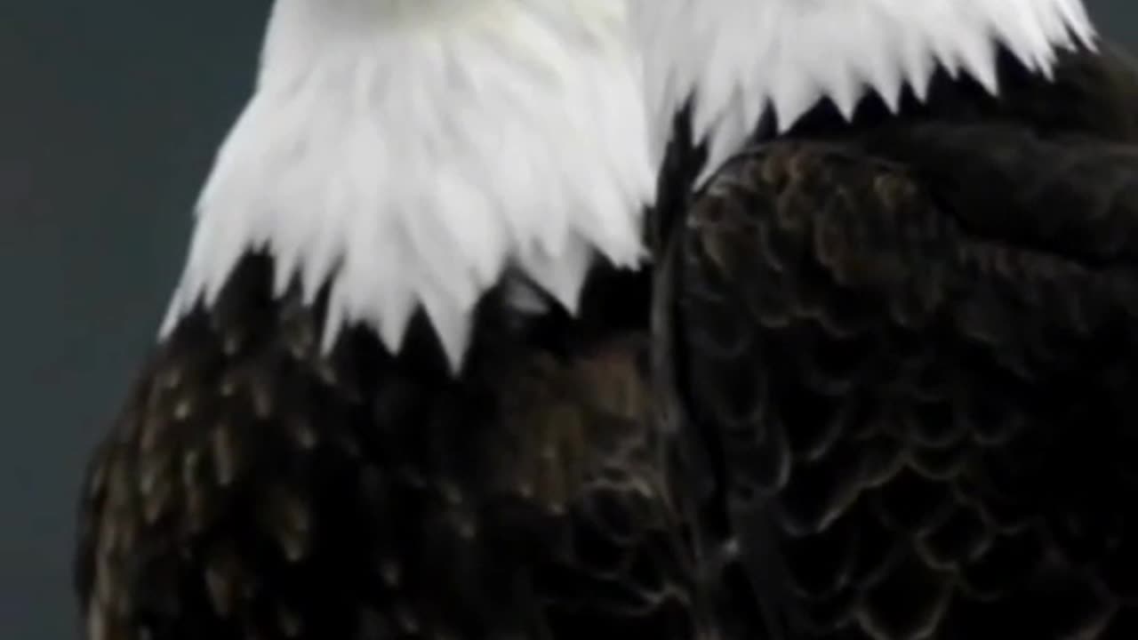 Eagle