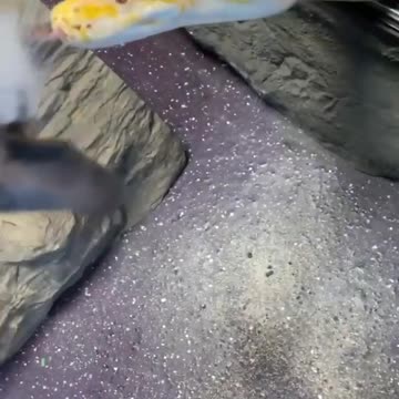 Wildlife animal top video knowledge 1