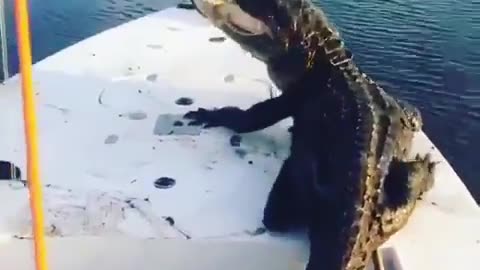 honey gator