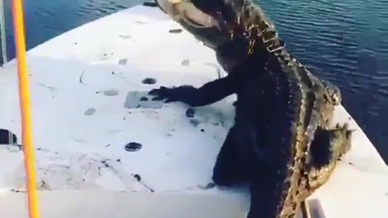 honey gator