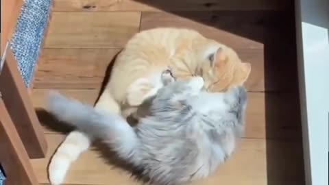 Funny cats