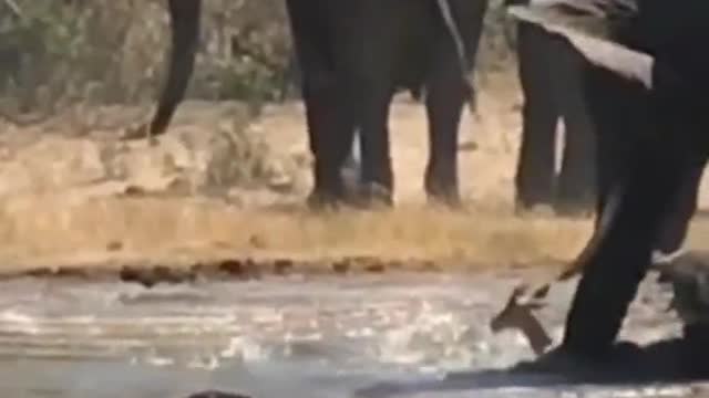 Help from elephants