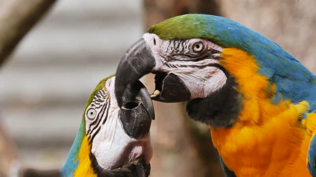 love and romance with this two parrots