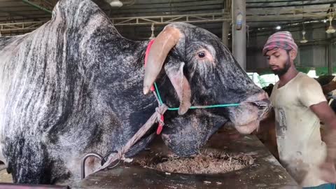 Big Cow Farm in Bangladesh | Al Madina Farm | Big Big Cow