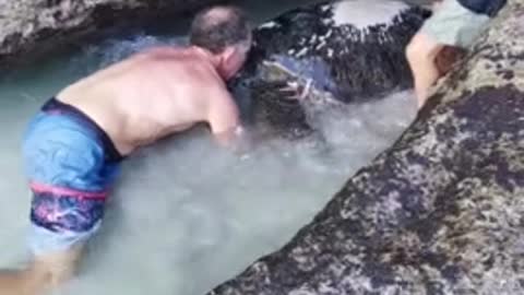 Heroes Save Giant Turtle Trapped In Rope