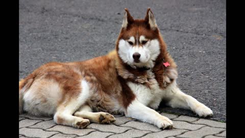 The most beautiful Husky dogs