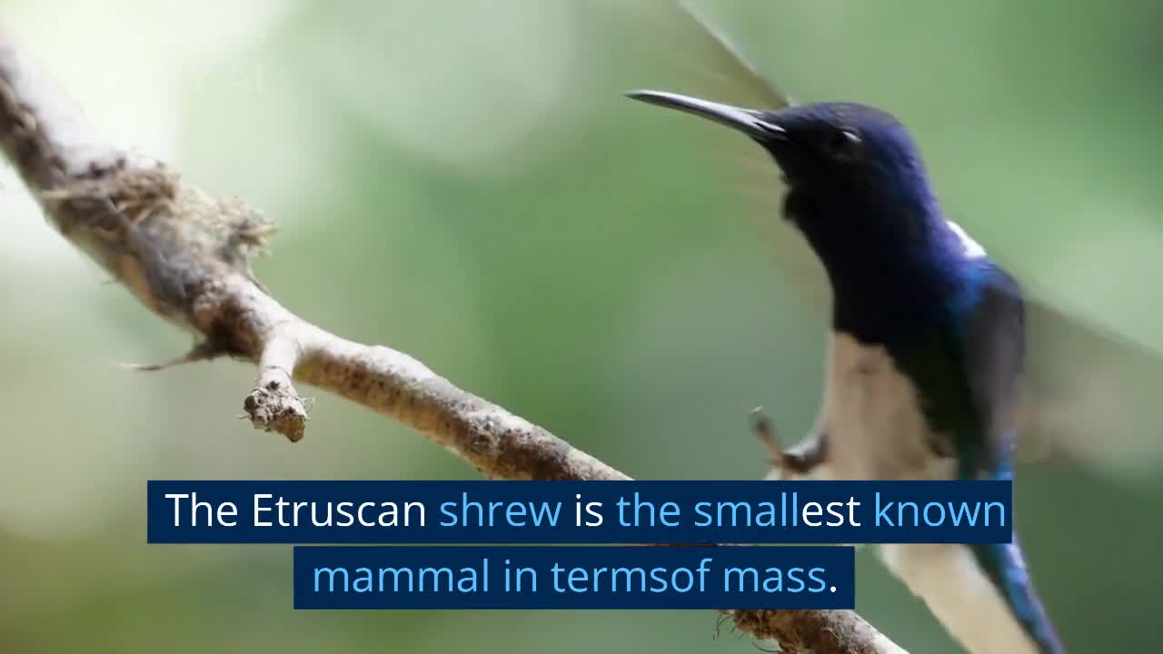 3 SMALLEST ANIMAL IN THE WORLD THAT CAN MAKE YOU INTERESTING