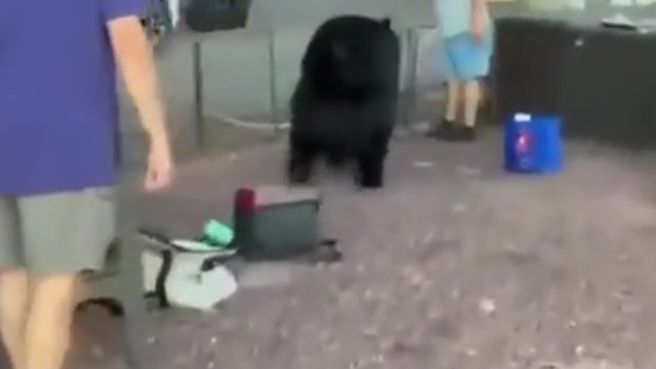 EXITING BEAR