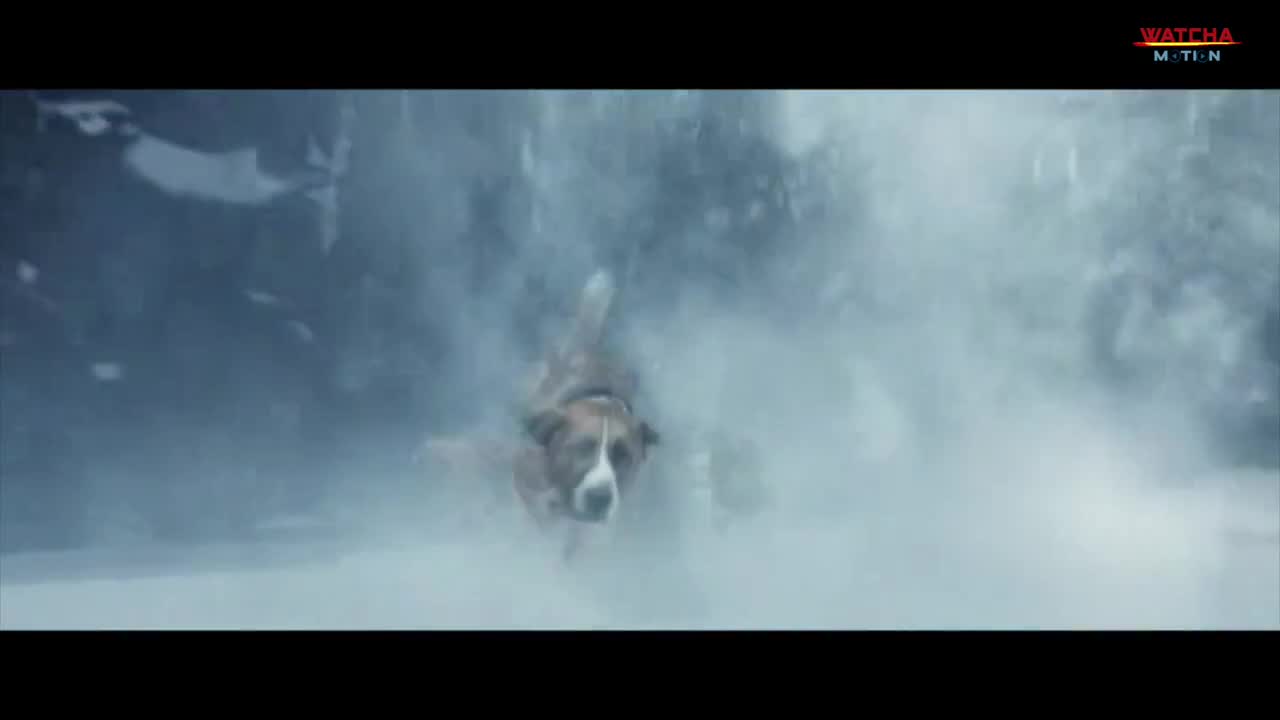 Sled dogs in an avalanche. Extract from the forest 2020