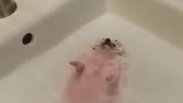 Funny everyday life for pets