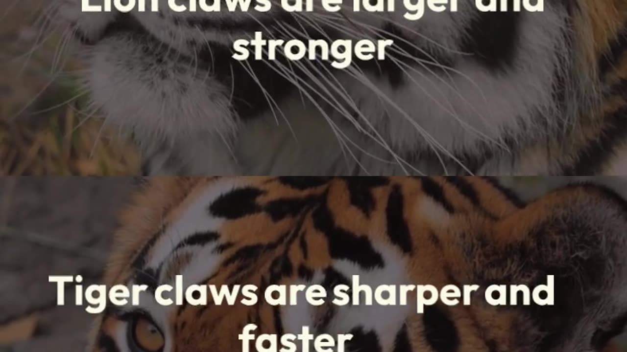 Lion vs Tiger: Epic Facts Face-off! 🦁🐯