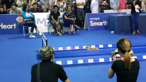 Tortoise vs. Hare - Who Wins?