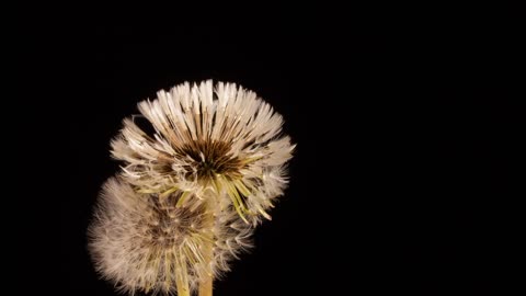 #dandelionflower #dandelion #beauty #beautiful #flowers #flowerstagram 🌸🙏❣️👍