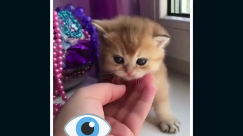 New Funny Animals, Funniest Cats and Dogs Videos 91