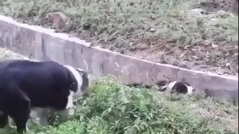 Dogs videos