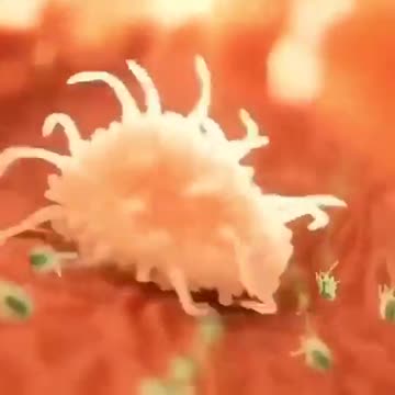 How immune cell chases Bacteria and eliminates