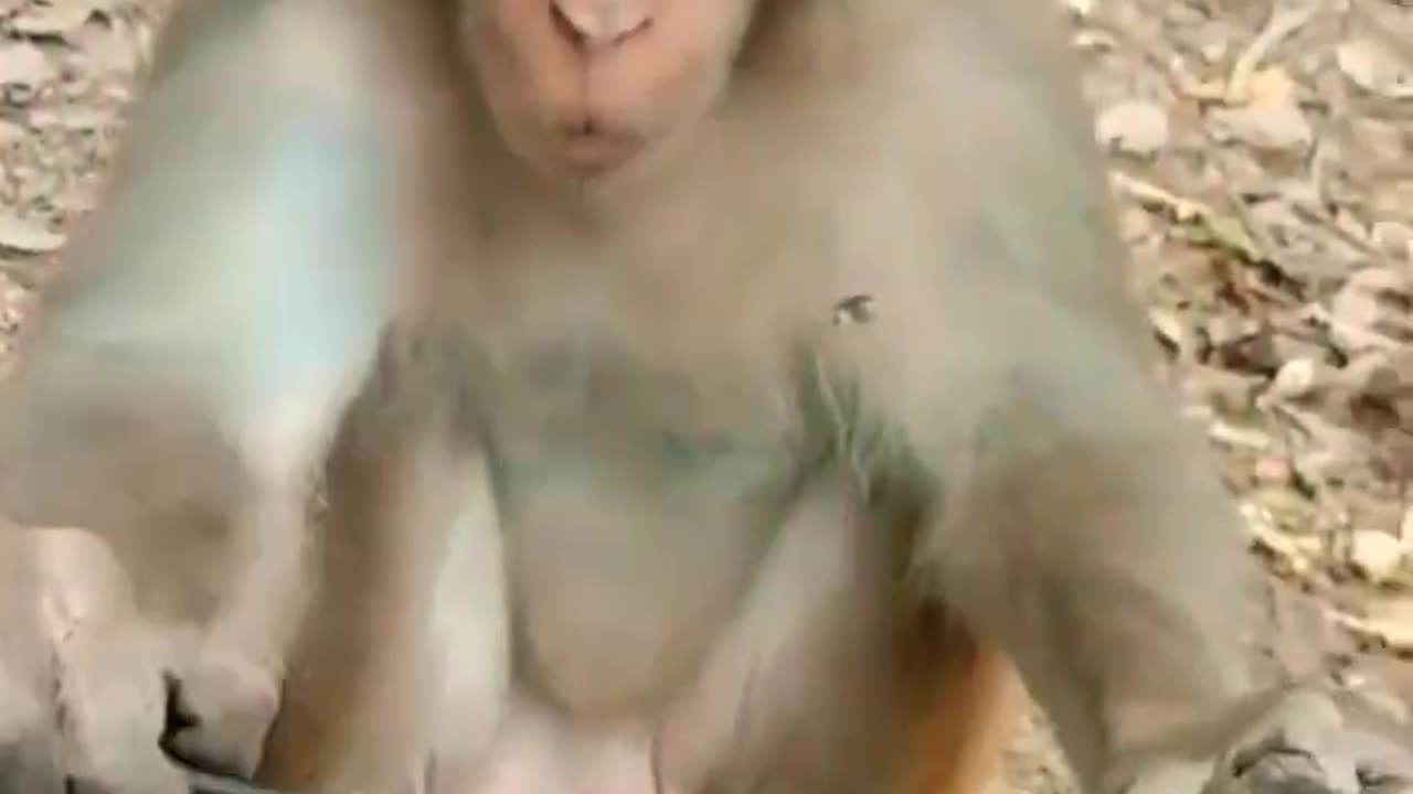 Funny Monkey