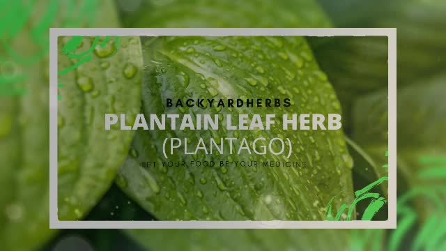 PLANTAIN LEAF HERB