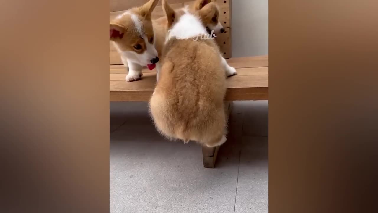 Funny cat And dog