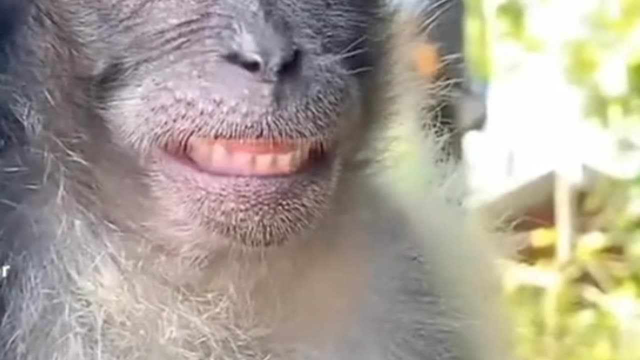 Funny Monkey Selfie Video