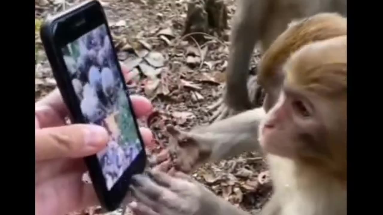 #trending 😂 Funny 🤣 monkey funny video,#shorts ,funny video