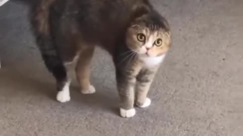 Cute Cat Video