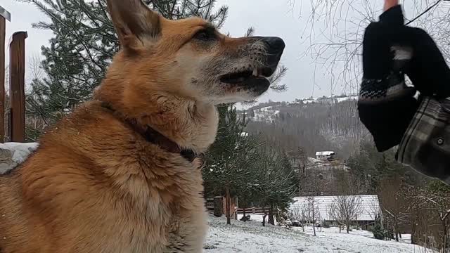 A person playing with dog in the snowy environment