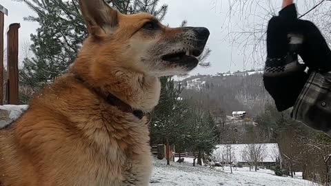 A person playing with dog in the snowy environment