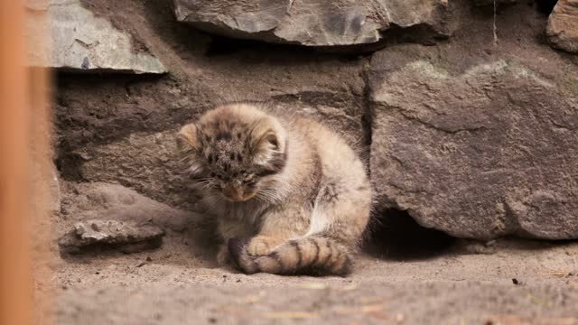 Pallas’s cat kitten is learning to put paws on a tail