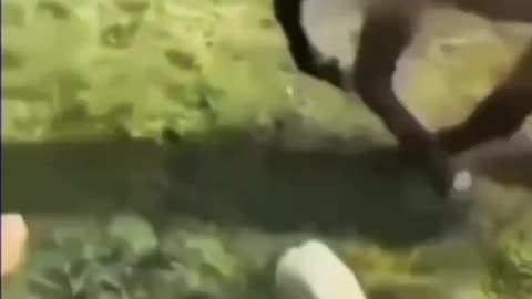 😂😹Funny animal video😹😂