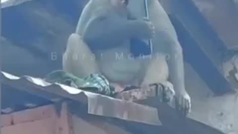 Funny monkey