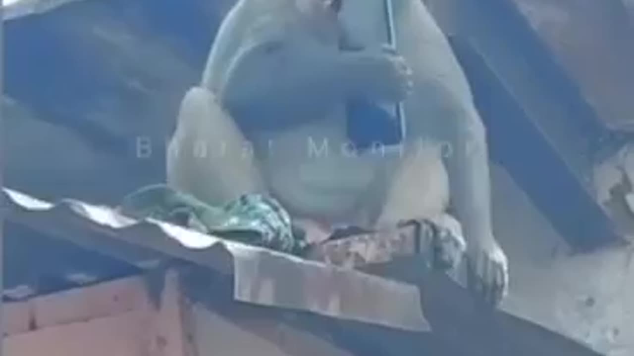 Funny monkey