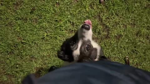 My Border Collie Is So Obsessed With The rescued Tiny Kitten