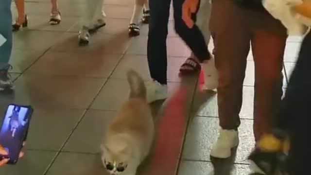 Cute Funny Catwalking Video