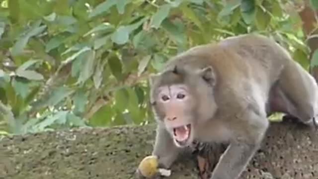 Funny monkey prank #monkeyfunnyvideos #dogs #cats