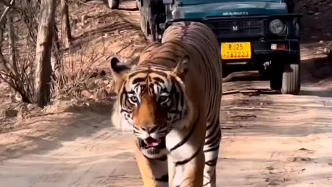 Ranthambor national park tiger