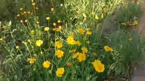 The most beautiful flower must be the chrysanthemum on the roadside