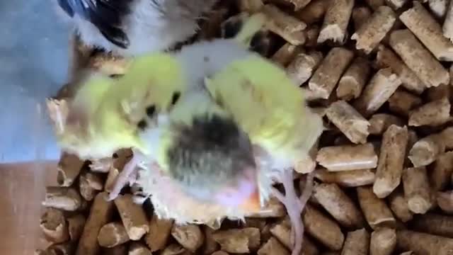 Little parakeets and lovebirds! The baby parakeet gets so excited he spins in circles Babies,