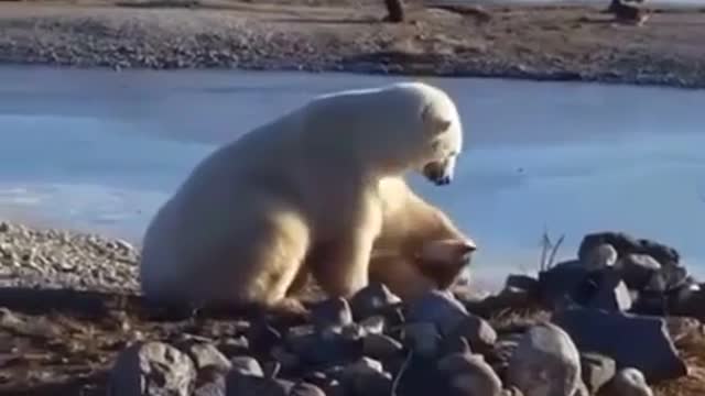 LOL !! Polar bear putting a dog .