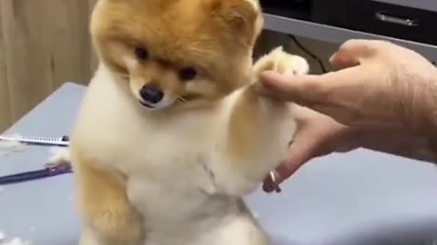 Stylish dog grooming, I love