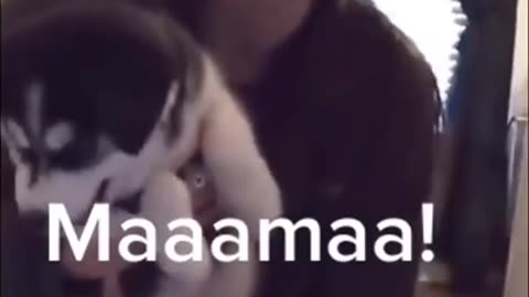 They learn fast... Husky's first words !