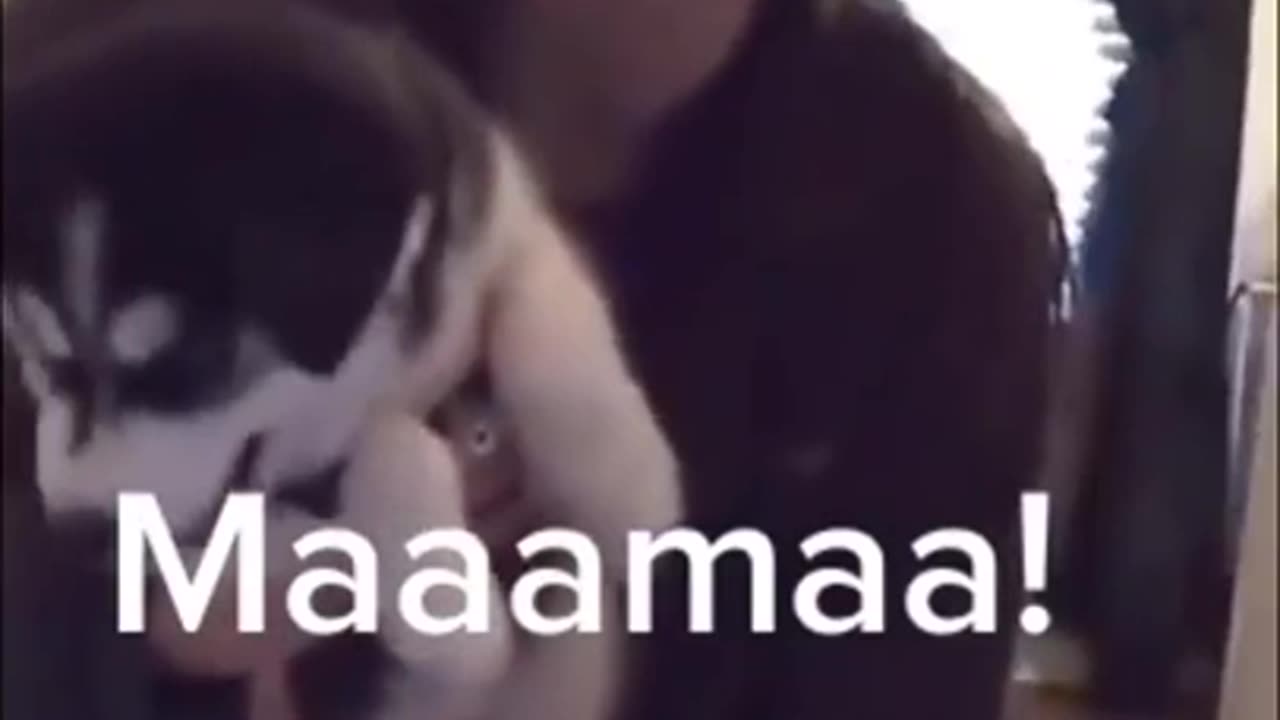They learn fast... Husky's first words !