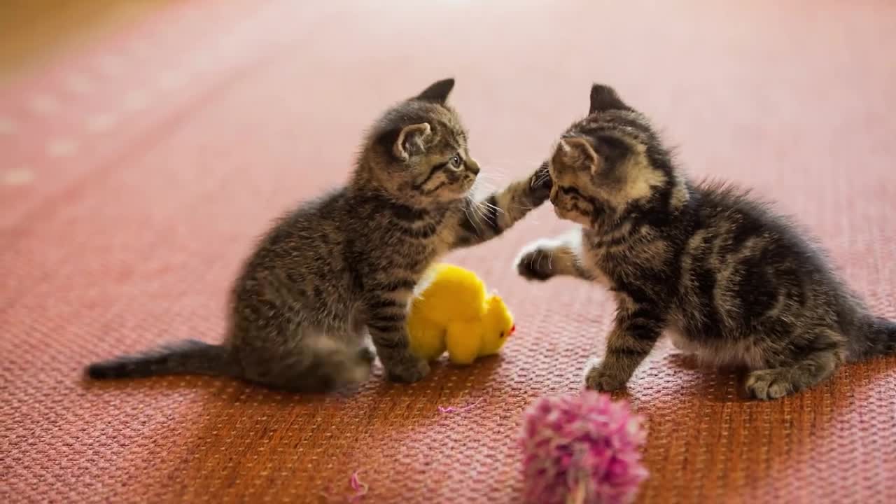 How to Introduce a THIRD CAT at Home